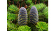 Jedľa kórejská najkrajší ihličnan s farebnými šiškami, Abies Koreana, výška 1 - 1,25 m, len osobný odber